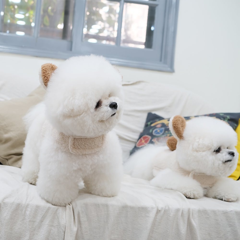 Spot Ins Korean Bear Stand Ear Cap Chest Back Pet Dog Bichon Maltese Small Dog Hand Holding Rope Spot Ins Korean Bear Stand Ear Cap Chest Back Pet Dog Bichon Maltese Small Dog Hand Holding Rope