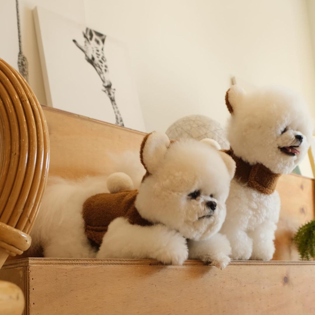 Spot Ins Korean Bear Stand Ear Cap Chest Back Pet Dog Bichon Maltese Small Dog Hand Holding Rope Spot Ins Korean Bear Stand Ear Cap Chest Back Pet Dog Bichon Maltese Small Dog Hand Holding Rope