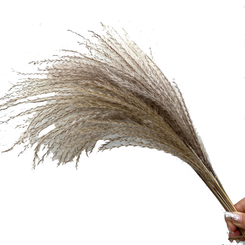 Bouquet Window Decorative Ornament Reed Flower Horsetail Whisk Floating and Heavy Flower Dried Flower Wedding Props