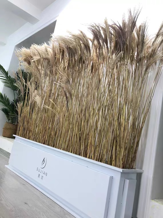 Bouquet Window Decorative Ornament Reed Flower Horsetail Whisk Floating and Heavy Flower Dried Flower Wedding Props Bouquet Window Decorative Ornament Reed Flower Horsetail Whisk Floating and Heavy Flower Dried Flower Wedding Props