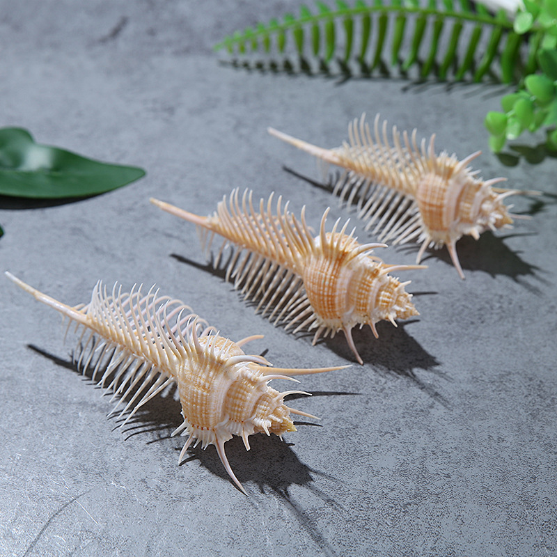 Natural Shell Conch Fish Tank Landscape Wedding Home Furnishing Crafts Accessories Conch Witch Conch Venus Rock Shell Natural Shell Conch Fish Tank Landscape Wedding Home Furnishing Crafts Accessories Conch Witch Conch Venus Rock Shell