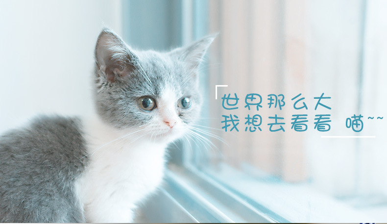 Cat Hand Holding Rope Chest Strap Cat Vest-Style Clothes Japanese Style Anti-Break Tie Cat Dog Chain Cat Rope Cat Hand Holding Rope Chest Strap Cat Vest-Style Clothes Japanese Style Anti-Break Tie Cat Dog Chain Cat Rope