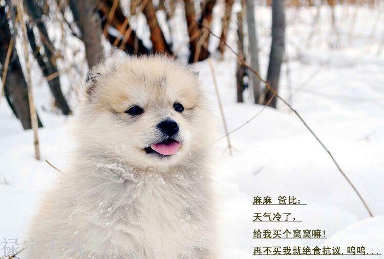 Pet nest cat dog kennel kennel dog small medium sized Tactic Pomeranian dog bed pet kennel Pet nest cat dog kennel kennel dog small medium sized Tactic Pomeranian dog bed pet kennel