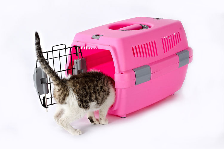Pet Pet Pet Pet Pet Pet carrier large cat cage portable out of the dog large and small dog air consignment box Pet Pet Pet Pet Pet Pet carrier large cat cage portable out of the dog large and small dog air consignment box