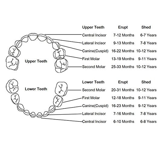 Baby's Milk Teeth Box Green Pp Plastic Box with Eva Ring Lining Teeth Storage Collection House Children's Adult Ceremony
