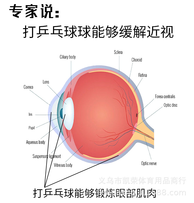 The 10th generation of The new elastic flexible shaft fitness table tennis I multi-function flash table tennis