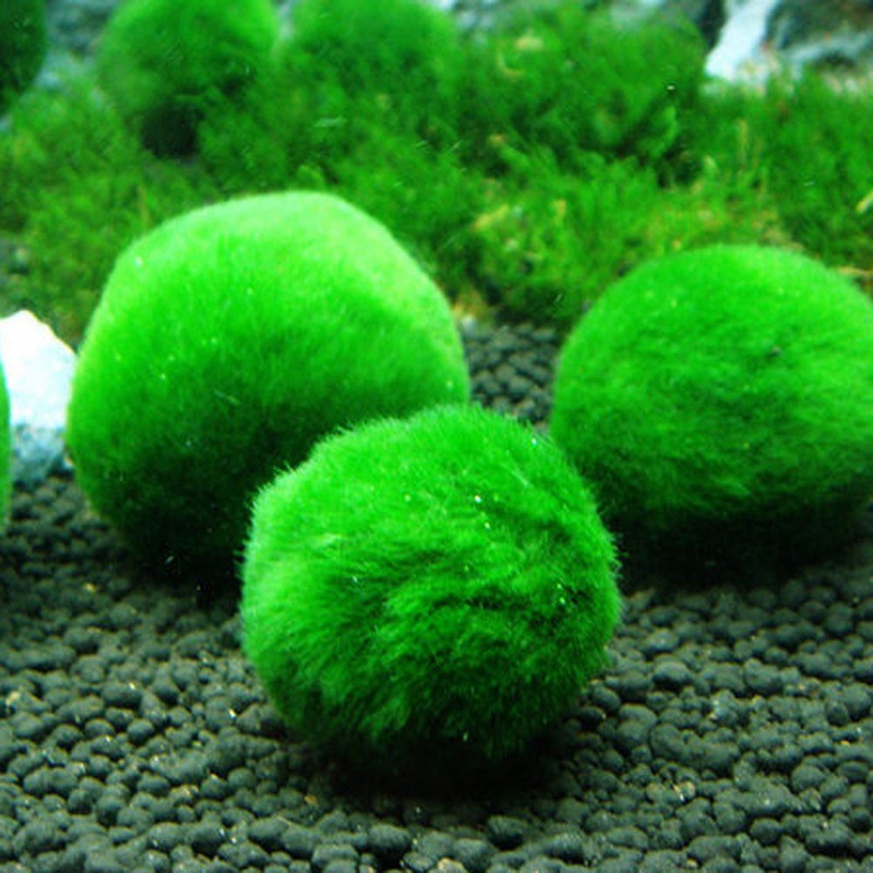 Algae Ball Ornamental Real Aquatic Plants Live Fish Tank Aquarium Landscaping Decoration Small Seaweed Ball Batch 34cm Algae Ball Ornamental Real Aquatic Plants Live Fish Tank Aquarium Landscaping Decoration Small Seaweed Ball Batch 34cm