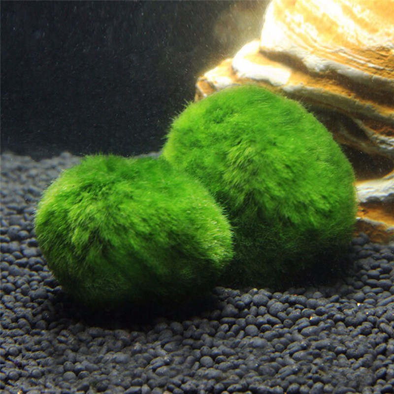 Algae Ball Ornamental Real Aquatic Plants Live Fish Tank Aquarium Landscaping Decoration Small Seaweed Ball Batch 34cm Algae Ball Ornamental Real Aquatic Plants Live Fish Tank Aquarium Landscaping Decoration Small Seaweed Ball Batch 34cm
