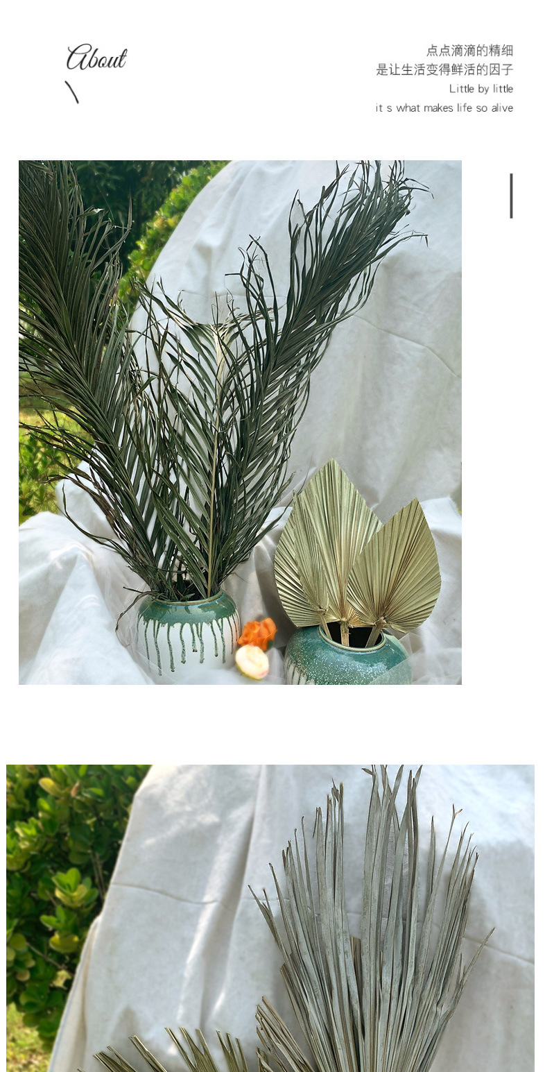 Leaf Chinese Fan Palm Leaf Dried Palm Leaf Mori Style Wedding Layout Props Shop Display Soft Decoration Floor Decoration Leaf Chinese Fan Palm Leaf Dried Palm Leaf Mori Style Wedding Layout Props Shop Display Soft Decoration Floor Decoration