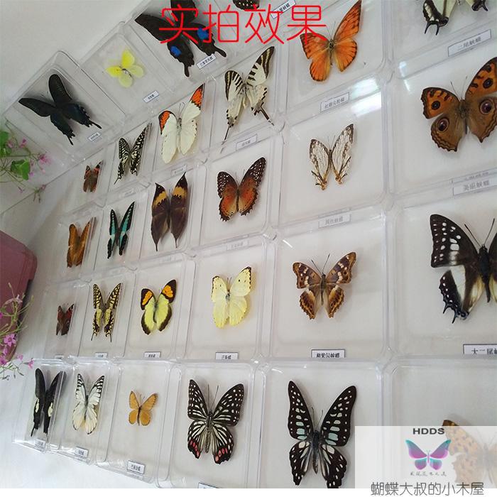 Butterfly Specimens Real Butterfly Specimens Insect Specimen Transparent Boxed Wings Imported arts and crafts