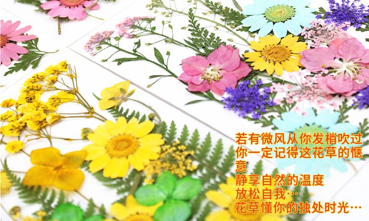 Pressed Flower Embossed Dried Flower Embossing Material Package Leaves Stickers Real Flower Real Plant Specimen Pressed Flower Embossed Dried Flower Embossing Material Package Leaves Stickers Real Flower Real Plant Specimen