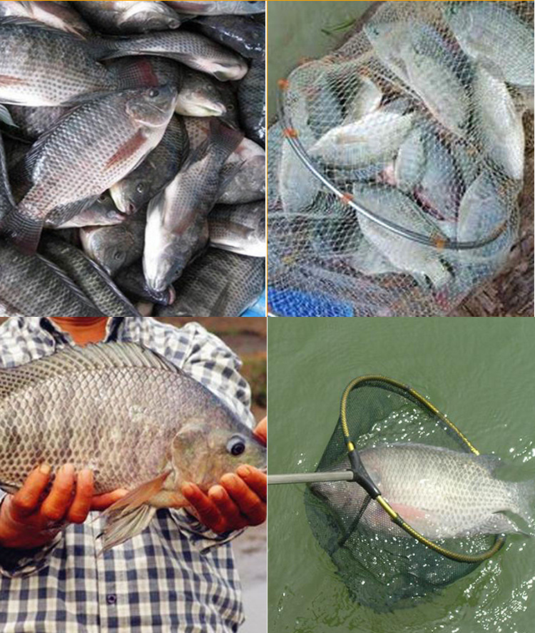 God Of War Frozen Bait Wild Fishing Luofei Material Main Attack Fly River Scattered Cannon Lucky Life Package Fishing Fishing Gear Supplies God Of War Frozen Bait Wild Fishing Luofei Material Main Attack Fly River Scattered Cannon Lucky Life Package Fishing Fishing Gear Supplies