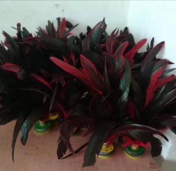 It is hoped that Shuttlecock, cock feathers, Shuttlecock, Plastic Shuttlecock, dedicated for Shuttlecock