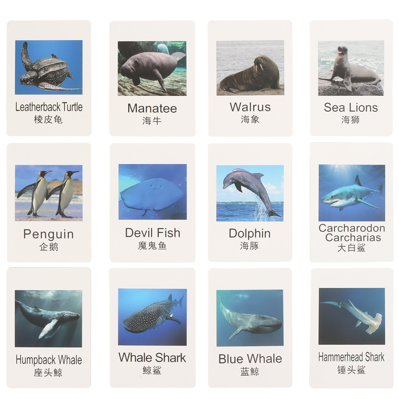 Early Childhood Education Toys Dinosaur Marine Animal Sand Table Scene Science and Education Cognitive Model Matching Recognition Study Card