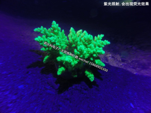 L2T6 outdoor strong light diving flashlight underwater darts waterproof Q5 ultraviolet yellow light L2T6 outdoor strong light diving flashlight underwater darts waterproof Q5 ultraviolet yellow light