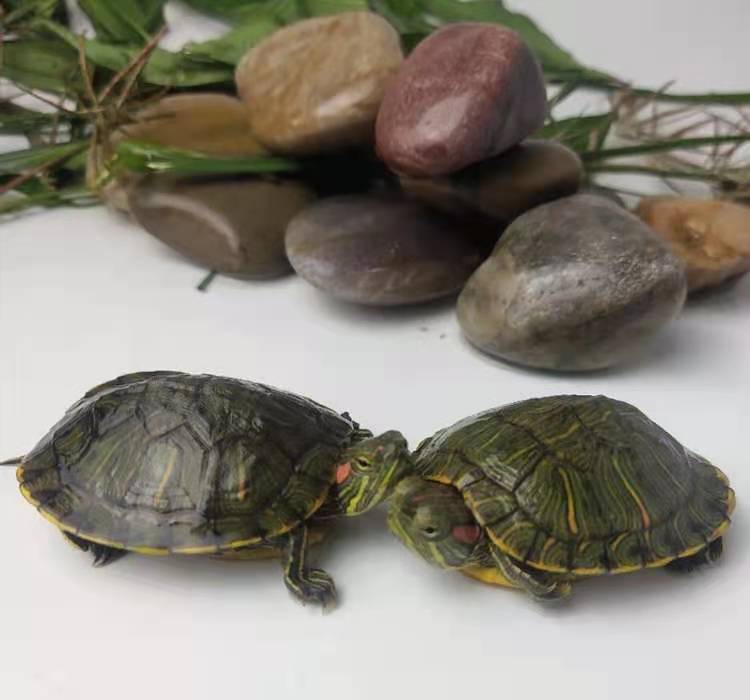 100% Survival Rate Boutique Outer Pond Brazilian Turtle Turtle Live Pet Brazil Seedlings Lucky Colorful Brazil Wholesale 100% Survival Rate Boutique Outer Pond Brazilian Turtle Turtle Live Pet Brazil Seedlings Lucky Colorful Brazil Wholesale