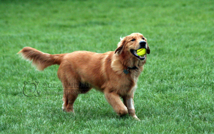 Elastic rubber ball ball. The pet toy toy balls football basketball tennis baseball Elastic rubber ball ball. The pet toy toy balls football basketball tennis baseball