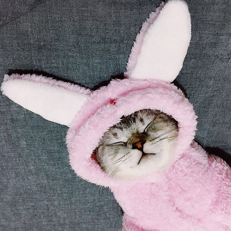 Clothes Kitten Cute Funny Pet Suit British Shorthair Little Cat Fall and Winter Clothes Halloween Decoration Supplies