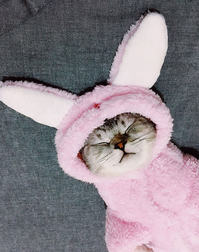 Clothes Kitten Cute Funny Pet Suit British Shorthair Little Cat Fall and Winter Clothes Halloween Decoration Supplies Clothes Kitten Cute Funny Pet Suit British Shorthair Little Cat Fall and Winter Clothes Halloween Decoration Supplies