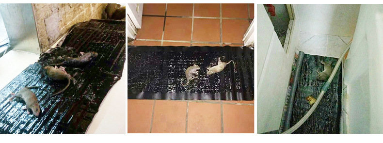 Deratization Magic Carpet Mouse Trap Sticker Mouse Sticker Non-Strong Household Rat Trap Mouse Trapping Factory Wholesale Deratization Magic Carpet Mouse Trap Sticker Mouse Sticker Non-Strong Household Rat Trap Mouse Trapping Factory Wholesale