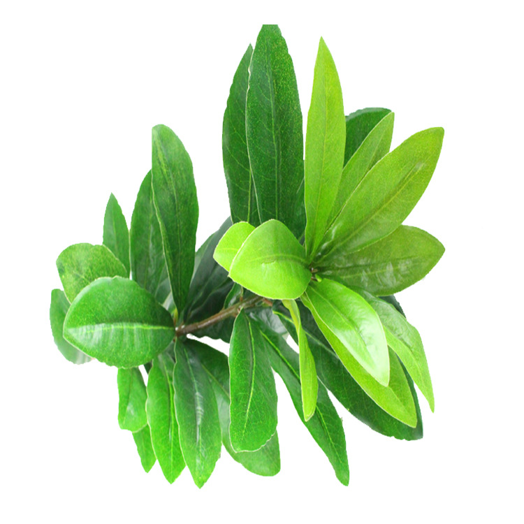 Artificial Plum Leaf Bayberry Leaf Poplar Leaf Green Plant Locust Tree Shrub Bonsai Poplar Flower Tree Ornament Furnishing Artificial Plum Leaf Bayberry Leaf Poplar Leaf Green Plant Locust Tree Shrub Bonsai Poplar Flower Tree Ornament Furnishing