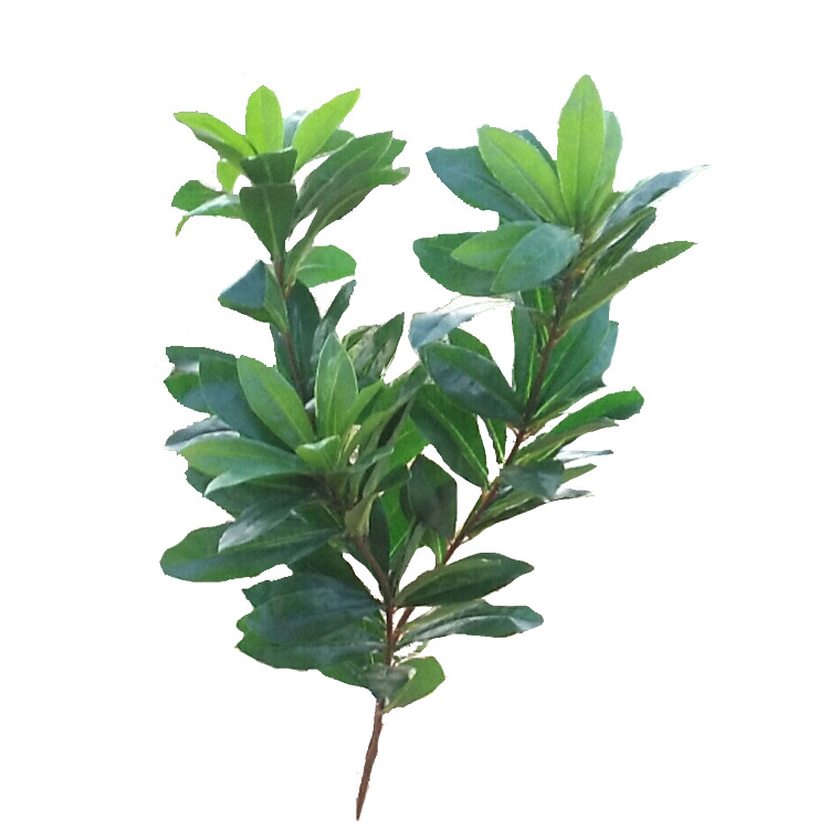 Artificial Plum Leaf Bayberry Leaf Poplar Leaf Green Plant Locust Tree Shrub Bonsai Poplar Flower Tree Ornament Furnishing Artificial Plum Leaf Bayberry Leaf Poplar Leaf Green Plant Locust Tree Shrub Bonsai Poplar Flower Tree Ornament Furnishing