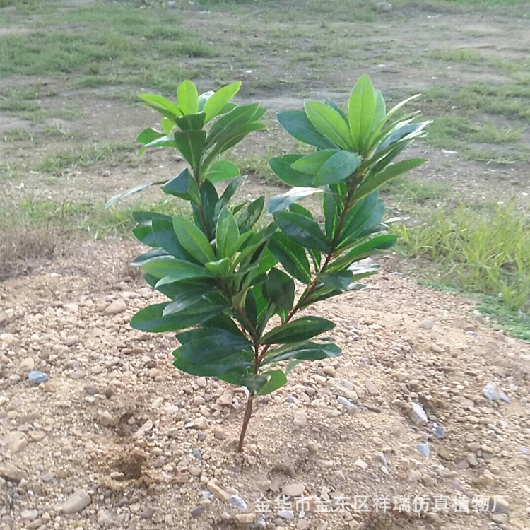Artificial Plum Leaf Bayberry Leaf Poplar Leaf Green Plant Locust Tree Shrub Bonsai Poplar Flower Tree Ornament Furnishing Artificial Plum Leaf Bayberry Leaf Poplar Leaf Green Plant Locust Tree Shrub Bonsai Poplar Flower Tree Ornament Furnishing