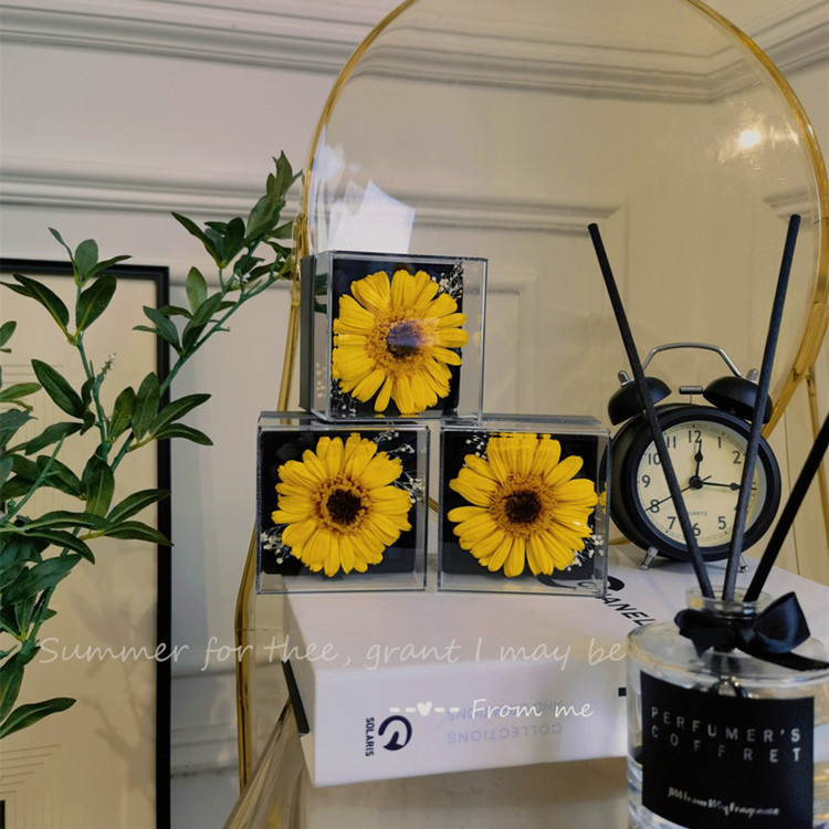Flower FireFree Aromatherapy African Chrysanthemum Champagne Flower Freesia New Home Indoor Teacher's Day Flower Gift