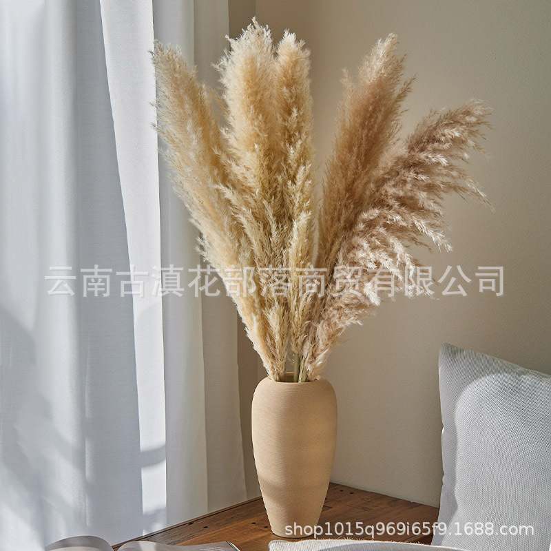 Large Reed Dried Reed Flower Wholesale Pampas Grass Internet Celebrity Dried Flowers Wedding Props Soft Window Layout Cross-Border Dried Flowers