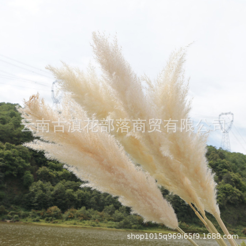 Large Reed Dried Reed Flower Wholesale Pampas Grass Internet Celebrity Dried Flowers Wedding Props Soft Window Layout Cross-Border Dried Flowers