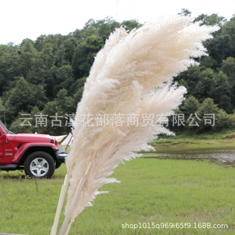 Large Reed Dried Reed Flower Wholesale Pampas Grass Internet Celebrity Dried Flowers Wedding Props Soft Window Layout Cross-Border Dried Flowers