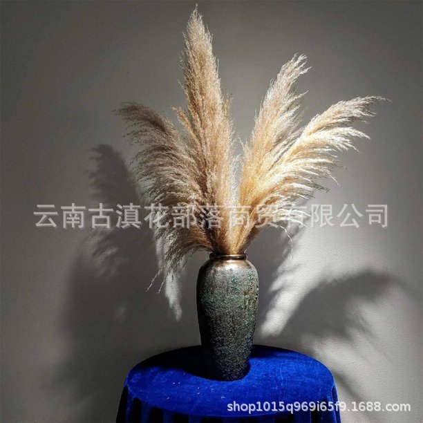 Large Reed Dried Reed Flower Wholesale Pampas Grass Internet Celebrity Dried Flowers Wedding Props Soft Window Layout Cross-Border Dried Flowers