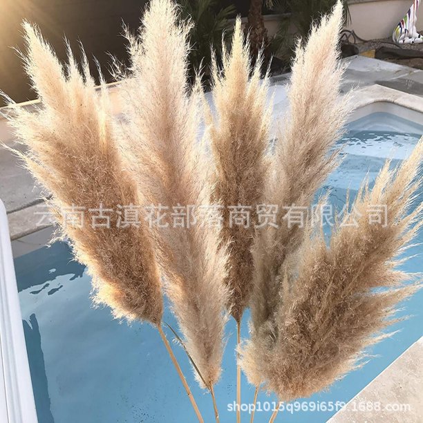 Large Reed Dried Reed Flower Wholesale Pampas Grass Internet Celebrity Dried Flowers Wedding Props Soft Window Layout Cross-Border Dried Flowers