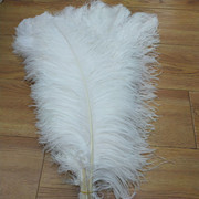 Factory in Stock 50-55cm White Ostrich Feather Wedding Home Furnishing Decoration Flower Arrangement Feather Lamp Color Feather Factory in Stock 50-55cm White Ostrich Feather Wedding Home Furnishing Decoration Flower Arrangement Feather Lamp Color Feather