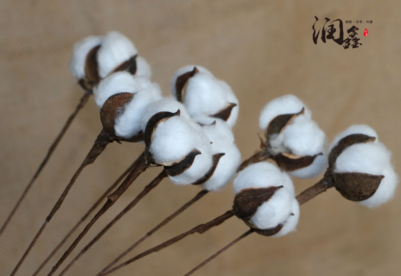 Flower Cotton Single Head Cotton Dried Flower Long Brush Holder Cotton Branch Cotton Bouquet Idyllic Decoration Whole Flower Cotton Single Head Cotton Dried Flower Long Brush Holder Cotton Branch Cotton Bouquet Idyllic Decoration Whole