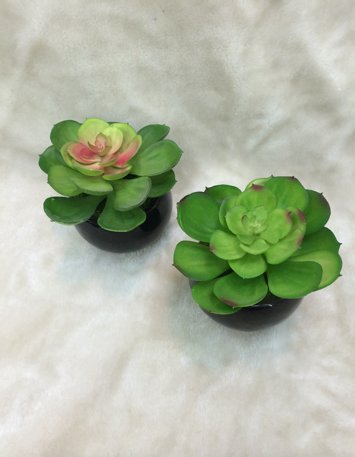 New high quality bonsai plant, fleshy EAL home decor craft gift pot