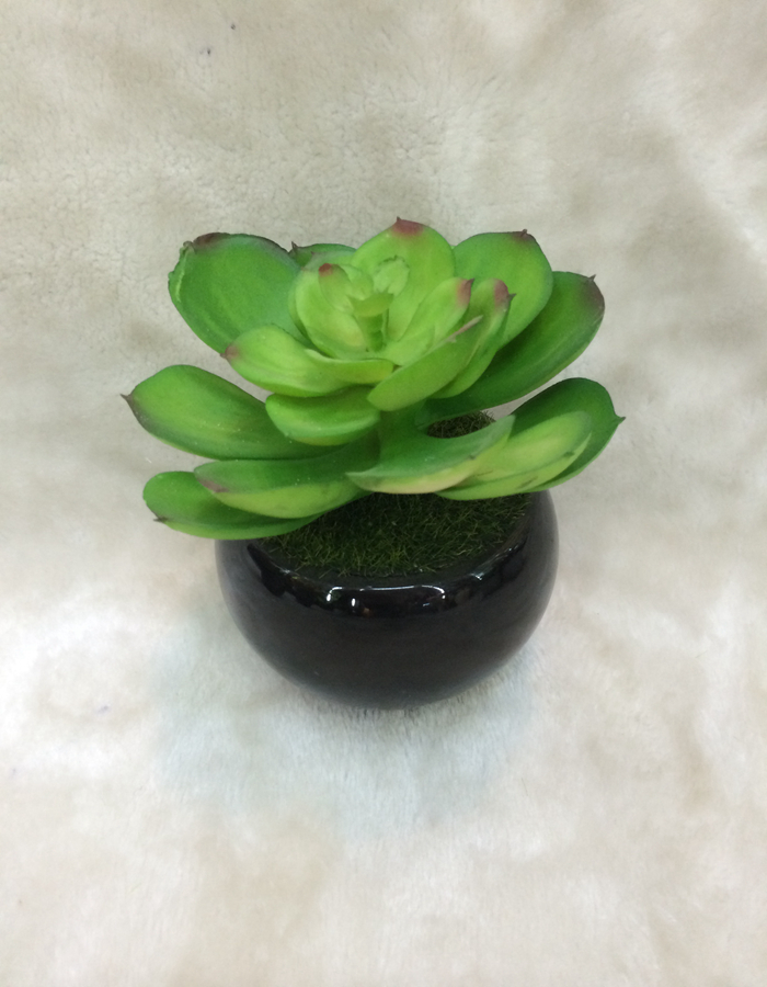 New high quality bonsai plant, fleshy EAL home decor craft gift pot