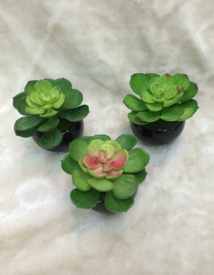 New high quality bonsai plant, fleshy EAL home decor craft gift pot