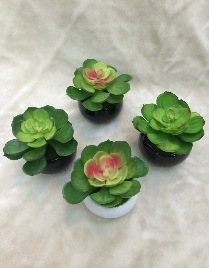 New high quality bonsai plant, fleshy EAL home decor craft gift pot