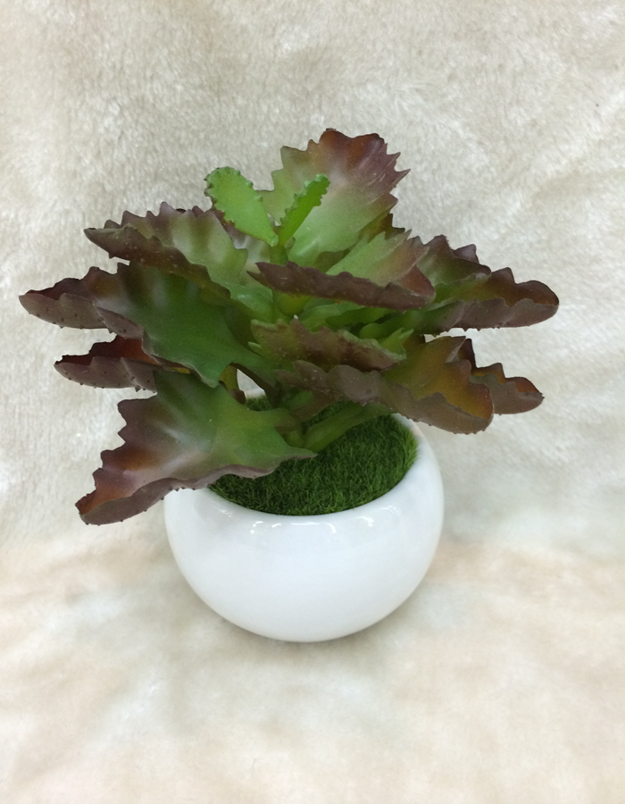 New high quality bonsai plant, fleshy home decor craft gift pot New high quality bonsai plant, fleshy home decor craft gift pot