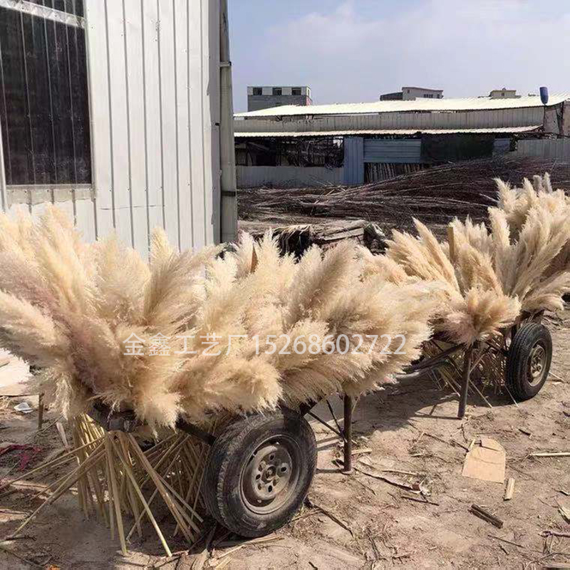Natural Dried Pampas Grass Reed Plants Home Decor Wedding Flower Bouquet Bunch Materials Feather Dried Flower Natural Ph