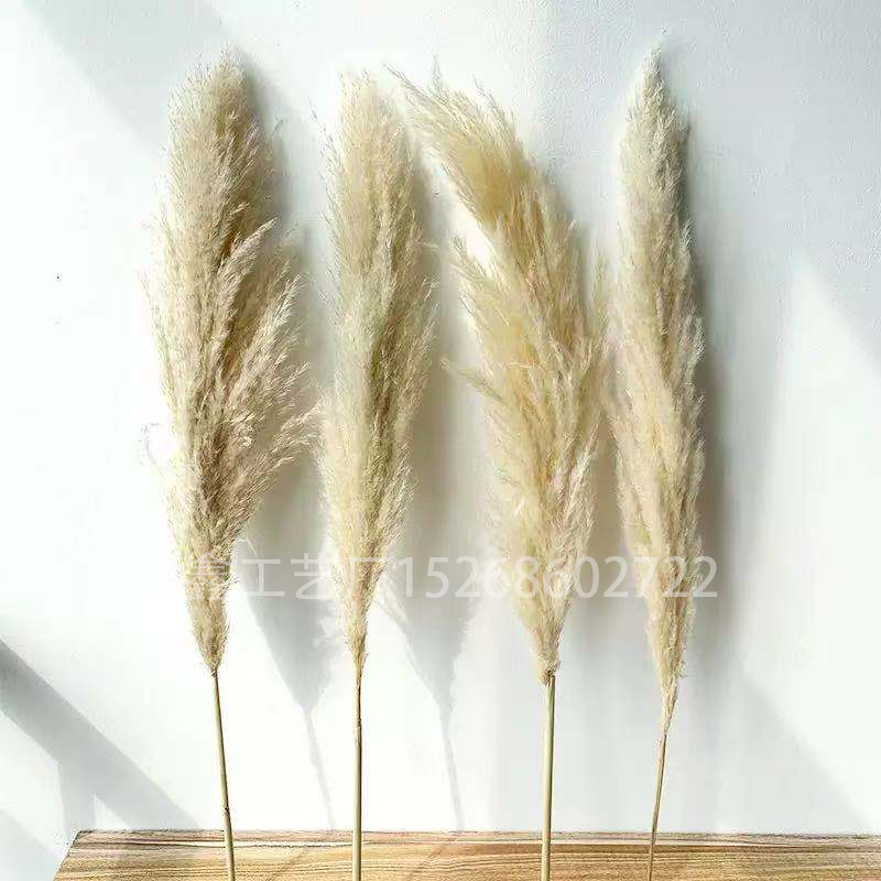 Natural Dried Pampas Grass Reed Plants Home Decor Wedding Flower Bouquet Bunch Materials Feather Dried Flower Natural Ph Natural Dried Pampas Grass Reed Plants Home Decor Wedding Flower Bouquet Bunch Materials Feather Dried Flower Natural Ph