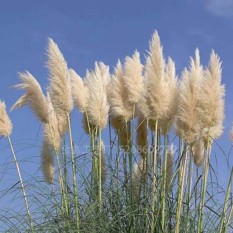 Natural Dried Pampas Grass Reed Plants Home Decor Wedding Flower Bouquet Bunch Materials Feather Dried Flower Natural Ph Natural Dried Pampas Grass Reed Plants Home Decor Wedding Flower Bouquet Bunch Materials Feather Dried Flower Natural Ph