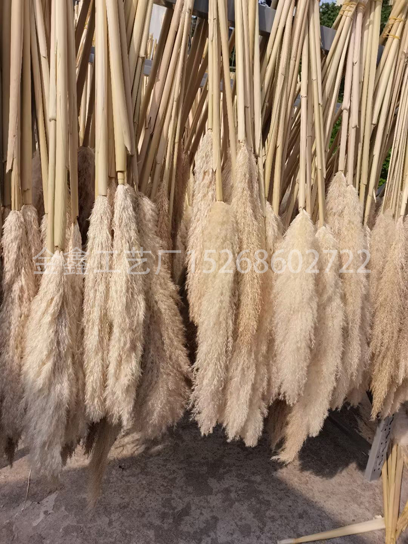 Natural Dried Pampas Grass Reed Plants Home Decor Wedding Flower Bouquet Bunch Materials Feather Dried Flower Natural Ph Natural Dried Pampas Grass Reed Plants Home Decor Wedding Flower Bouquet Bunch Materials Feather Dried Flower Natural Ph