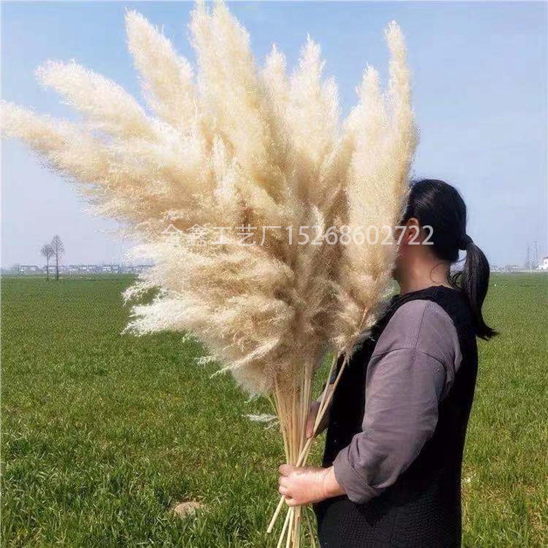 Natural Dried Pampas Grass Reed Plants Home Decor Wedding Flower Bouquet Bunch Materials Feather Dried Flower Natural Ph Natural Dried Pampas Grass Reed Plants Home Decor Wedding Flower Bouquet Bunch Materials Feather Dried Flower Natural Ph