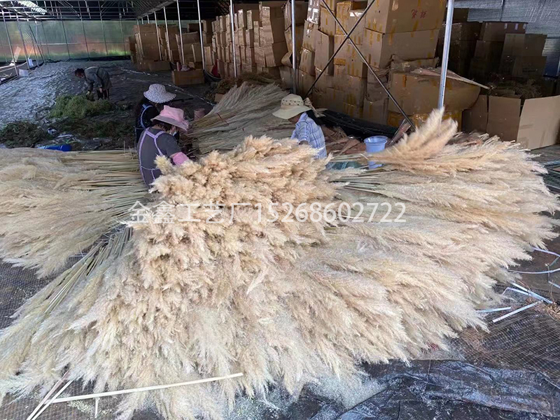 Natural Dried Pampas Grass Reed Plants Home Decor Wedding Flower Bouquet Bunch Materials Feather Dried Flower Natural Ph Natural Dried Pampas Grass Reed Plants Home Decor Wedding Flower Bouquet Bunch Materials Feather Dried Flower Natural Ph