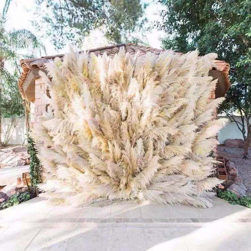 Natural Dried Pampas Grass Reed Plants Home Decor Wedding Flower Bouquet Bunch Materials Feather Dried Flower Natural Ph Natural Dried Pampas Grass Reed Plants Home Decor Wedding Flower Bouquet Bunch Materials Feather Dried Flower Natural Ph