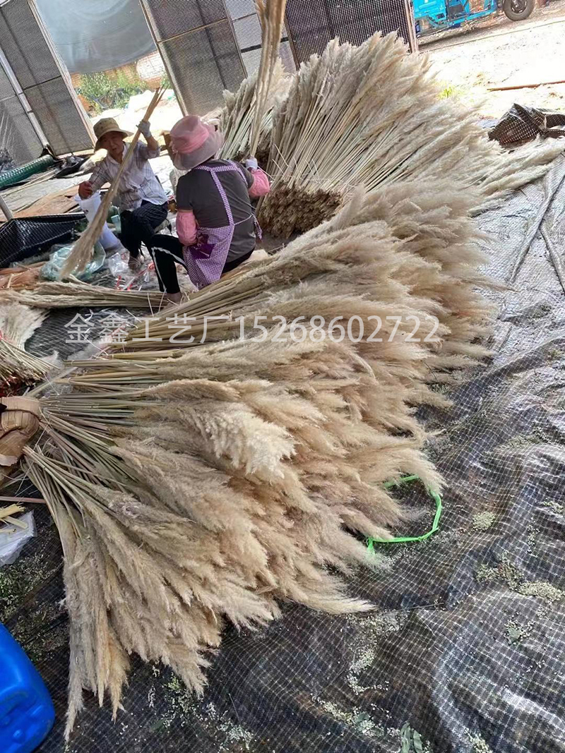 Natural Dried Pampas Grass Reed Plants Home Decor Wedding Flower Bouquet Bunch Materials Feather Dried Flower Natural Ph Natural Dried Pampas Grass Reed Plants Home Decor Wedding Flower Bouquet Bunch Materials Feather Dried Flower Natural Ph