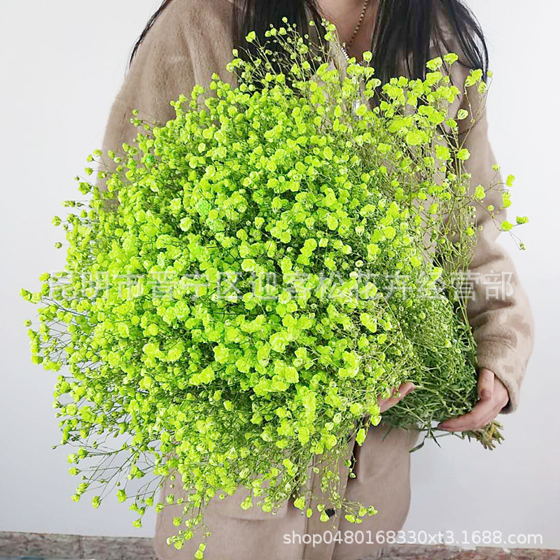 Yunnan Factory Direct Supply Dried Flowers Gypsophila Home Decor Floriculture Decoration Place of Origin Wholesale Yunnan Factory Direct Supply Dried Flowers Gypsophila Home Decor Floriculture Decoration Place of Origin Wholesale