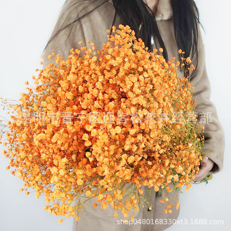 Yunnan Factory Direct Supply Dried Flowers Gypsophila Home Decor Floriculture Decoration Place of Origin Wholesale Yunnan Factory Direct Supply Dried Flowers Gypsophila Home Decor Floriculture Decoration Place of Origin Wholesale
